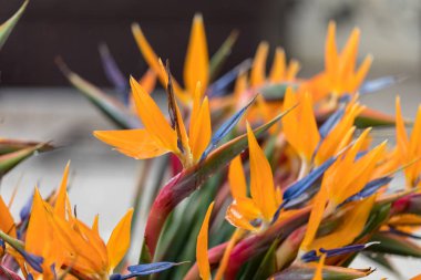 Portekiz 'in Madeira Adası' ndaki tropikal çiçek çiçeği ya da cennet kuşu.