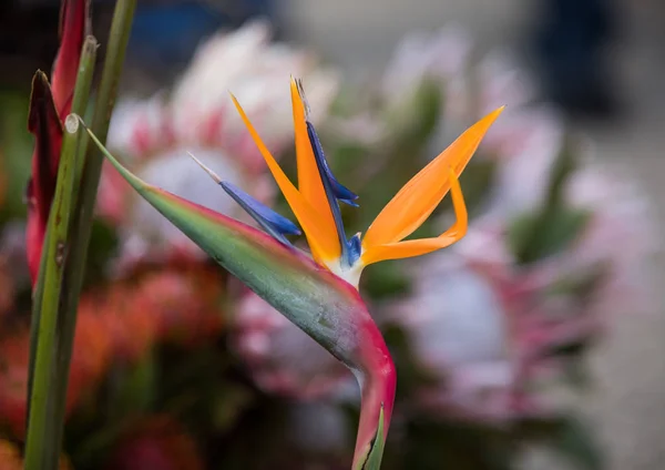 Tropische Bloemenstrelitzia Paradijsvogel Madeira Portugal — Stockfoto