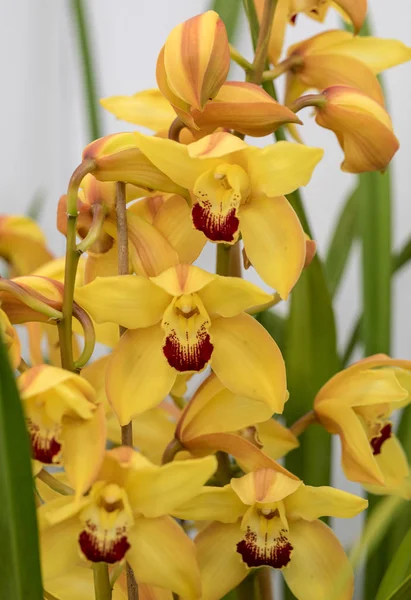 Gros Plan Beauté Jaune Fleur Orchidée — Photo