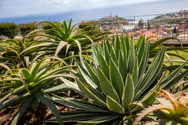 Grandes Feuilles Vertes Agave Plante Succulente — Photo