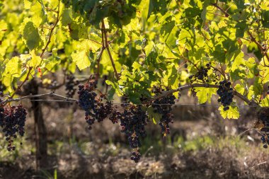 Kırmızı şarap üzümleri hasat ve şarap üretimine hazır. Medoc, Fransa