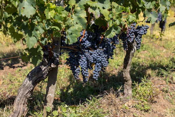 Uvas Tintas Preparadas Para Vendimia Producción Vino Saint Emilion Francia — Foto de Stock