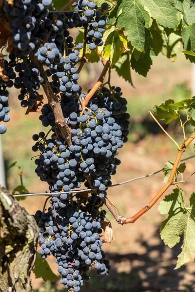 Vörösbor Szüretelésre Bortermelésre Kész Szőlő Saint Emilion Franciaország — Stock Fotó