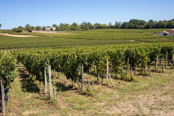 Rijp Rode Merlot Druiven Rijen Wijnstokken Een Vienyard Voor Wijnoogst — Stockfoto