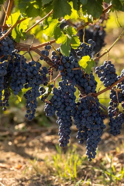 Röda Vindruvor Redo För Skörd Och Vinproduktion Medoc Frankrike — Stockfoto