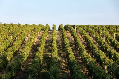 Saint Emilion bölgesindeki şarap hasadından önce şarap bahçesinde şarap sıraları üzerinde olgun kırmızı şarap üzümleri. Fransa
