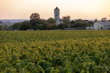 Saint Emilion, Gironde, Aquitaine yakınlarındaki Montagne üzüm bağında sıcak güneş ışığıyla aydınlanan olgun Merlot üzümleri. Fransa