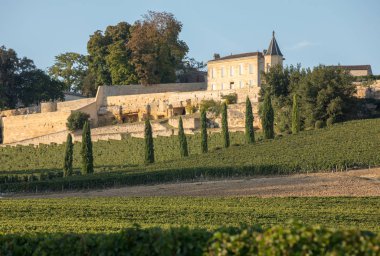 Saint Emilion bölgesindeki şarap hasadından önce Clos La Madeleine 'in köşesindeki üzüm bağlarında olgunlaşmış kırmızı üzümler. Fransa