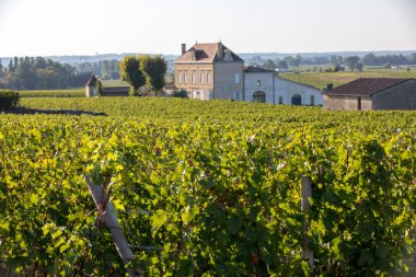 Saint Emilion bölgesindeki şarap hasadından önce bir vienyard 'da şarap sıralarında olgunlaşmış kırmızı üzümler. Fransa