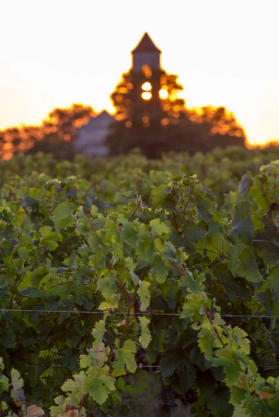 Zachód Słońca Nad Winnicami Montagne Pobliżu Saint Emilion Gironde Akwitania — Zdjęcie stockowe