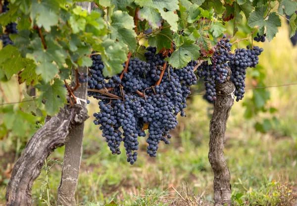 Raisins Vin Rouge Prêts Récolte Production Vin Saint Emilion France — Photo