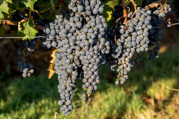 Primo Piano Uve Merlot Rosso Vigna Sant Emilio Gironda Aquitania — Foto Stock