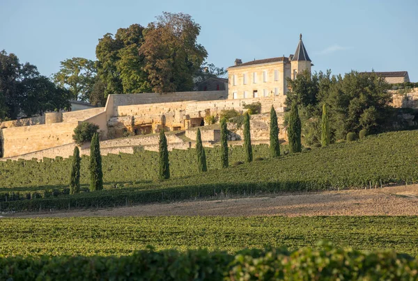 在圣埃米利翁地区的葡萄酒收获之前 在Clos Madeleine的葡萄园里 在一排排的藤蔓上结了成熟的红葡萄 — 图库照片
