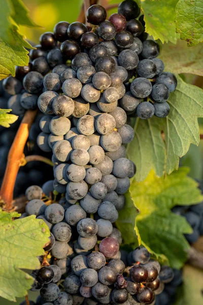 Raisins Mûrs Merlot Éclairés Par Soleil Chaud Tardif Dans Vignoble — Photo