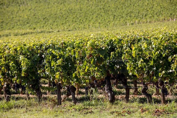 サンティエミリオン地方のワイン収穫前に ブドウ園のブドウの列に赤ブドウを熟す フランス — ストック写真