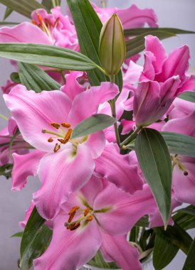 Pembe zambak çiçeklerine yakın çekim. Bu cinsteki türlerin yaygın isimleri arasında peri çiçeği zephyr zambak zambağı sihirli Atamasco zambağı ve yağmur zambağı bulunur..