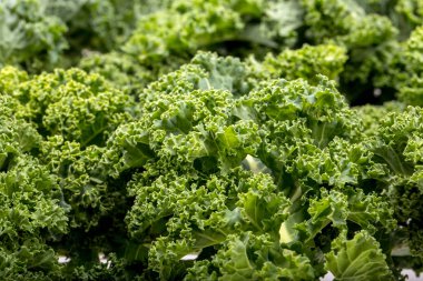 Sağlıklı taze kıvırcık lahana