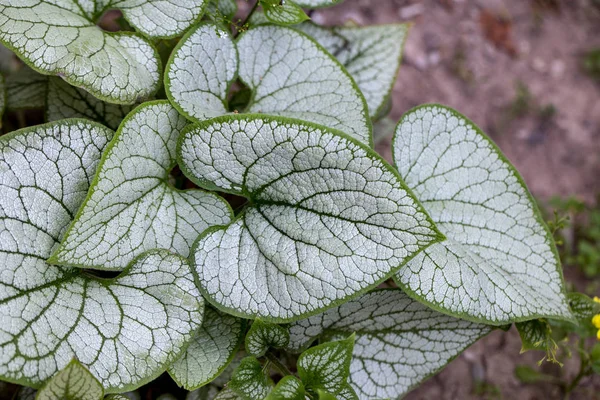 Heartleaf brunnera, Sibirya böceği parlatıcısı (Brunnera makrophylla 'Jack Frost') bahçede