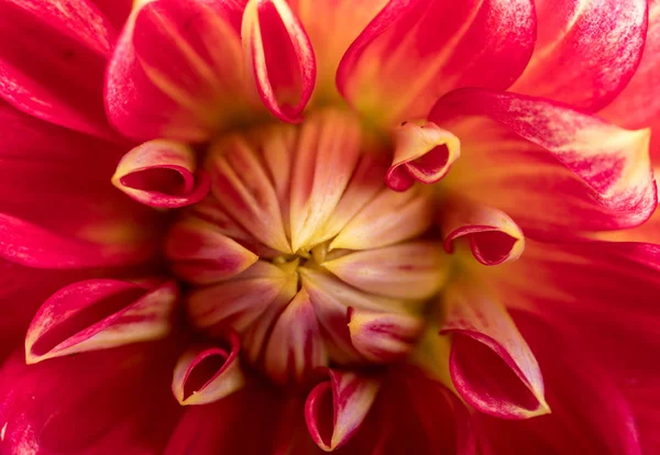 Flor Dahlia Vermelho Isolado Fundo Branco — Fotografia de Stock