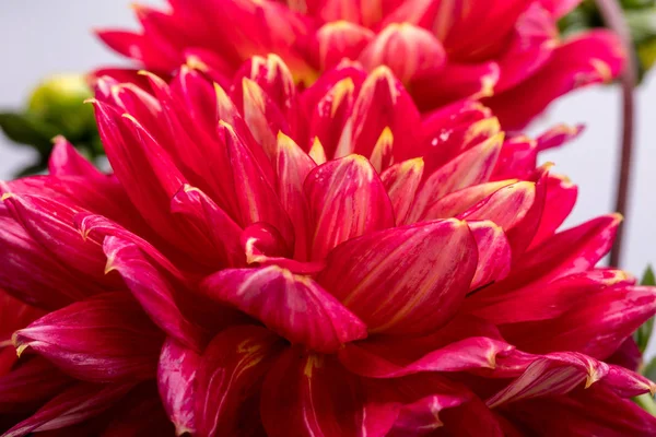 Flor Dahlia Vermelho Isolado Fundo Branco — Fotografia de Stock