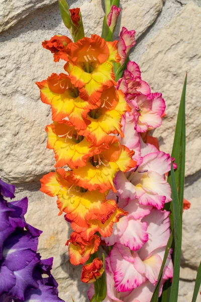 Cabeça Flor Gladiolus Contra Fundo Uma Parede Calcário — Fotografia de Stock