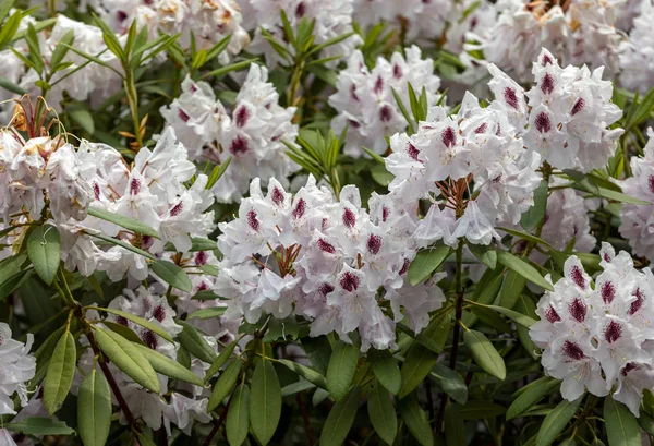 Blommande Vita Blommor Rhodenron Stor Dekoration För Alla Trädgård — Stockfoto