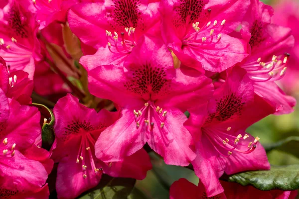 Flores Vermelhas Florescentes Rhodenrona Uma Grande Decoração Para Qualquer Jardim — Fotografia de Stock