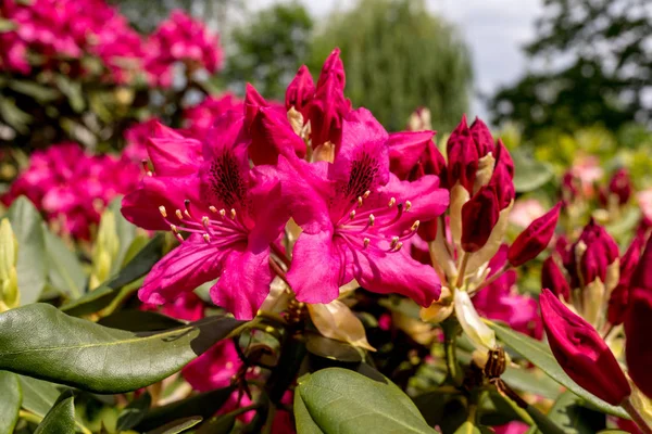 Цветущие Красные Цветы Роденроны Отличное Украшение Любого Сада — стоковое фото