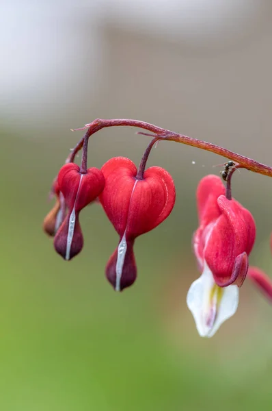 Heart-shaped Bleeding heart flower in pink and white color