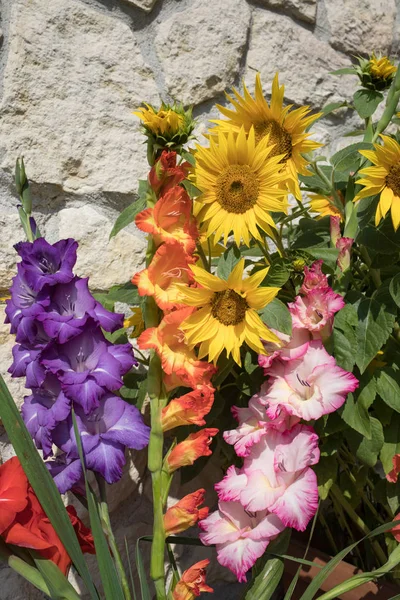 Girasoli Fiore Gladioli Colorati Sullo Sfondo Una Parete Calcarea — Foto Stock