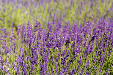  Fransa, Sault yakınlarındaki Provence 'de açan lavanta çiçekleri.