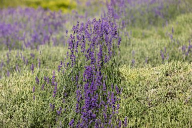  Fransa, Sault yakınlarındaki Provence 'de açan lavanta çiçekleri.