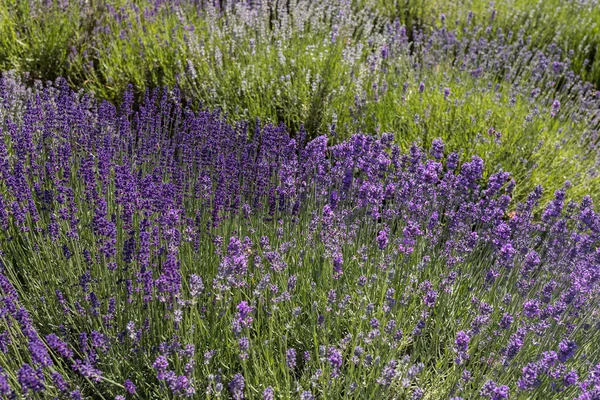 Bloeiende Lavendelbloemen Provence Nabij Sault Frankrijk — Stockfoto