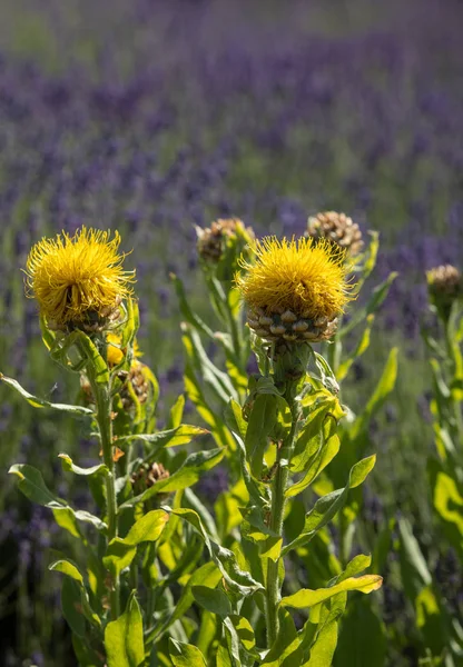 Flourishing Lavender Yellow Star Thistle Flowers — Stock Photo, Image