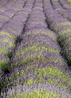  Fransa, Sault yakınlarındaki Provence 'de açan lavanta çiçekleri.