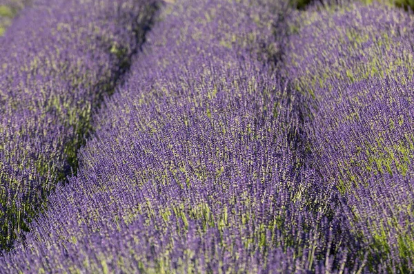 Blommande Lavendelblommor Provence Nära Sault Frankrike — Stockfoto