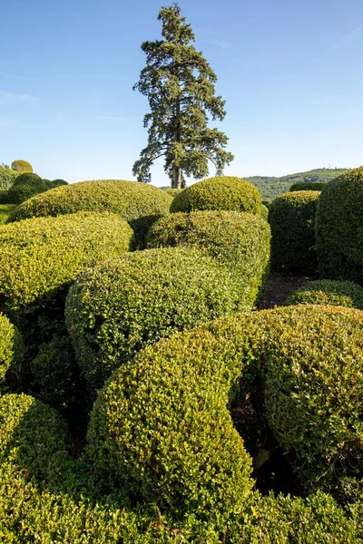 Topiaire Dans Les Jardins Des Jardins Marqueyssac Dordogne — Photo