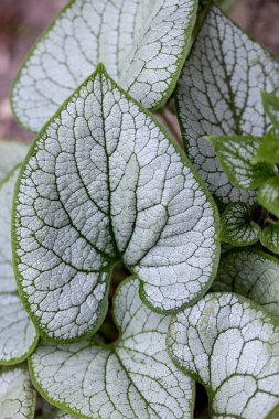 Heartleaf brunnera, Sibirya böceği parlatıcısı (Brunnera makrophylla 'Jack Frost') bahçede
