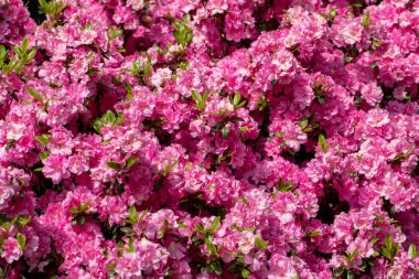 Bahçede şube pembe Japon Azalea