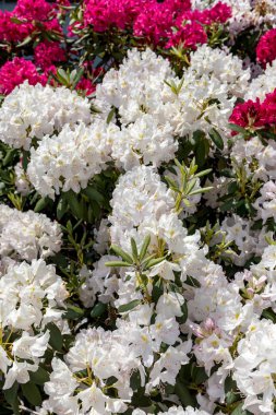Rhodenron beyaz çiçekler çiçeklenme. Herhangi bir bahçe için harika bir dekorasyon