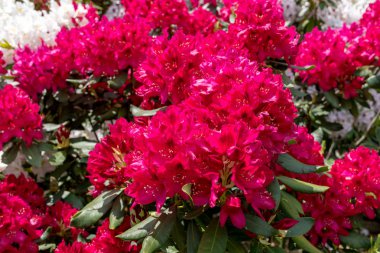 Rhodenrona 'nın kırmızı çiçekleri. Her bahçe için büyük bir süs.