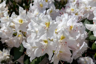 Rhodenron beyaz çiçekler çiçeklenme. Herhangi bir bahçe için harika bir dekorasyon