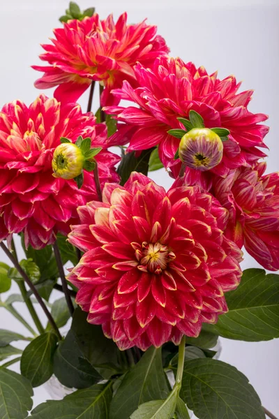 Red Dahlia Flower Isolated White Background — Stock Photo, Image