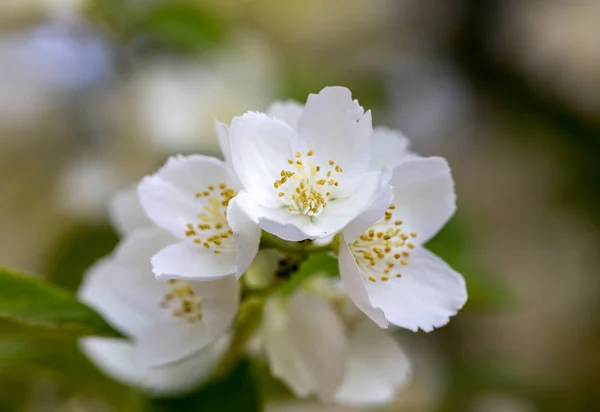Beautiful Blossoming Branch Jasmine Garden — Stock Photo, Image