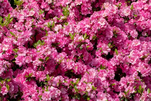 Rosa Japanische Azalee Auf Dem Ast Garten — Stockfoto