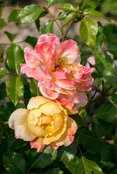 Rosa Amarilla Rama Jardín —  Fotos de Stock