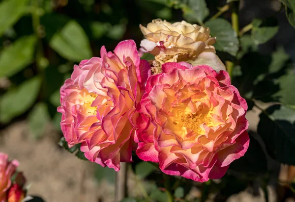 Bunte Rosen Blühen Ast Garten — Stockfoto