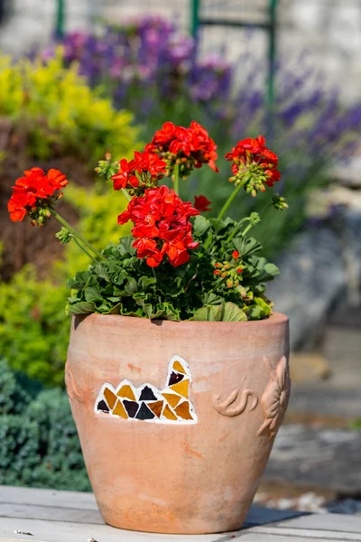Červené Muškát Pelargonium Květiny Kvetoucí Zahradě — Stock fotografie