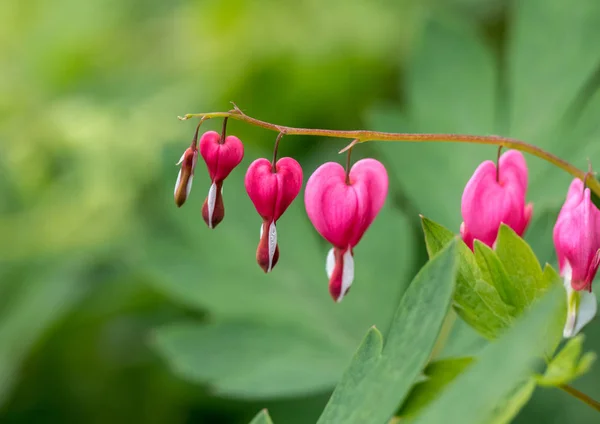 Heart-shaped Bleeding heart flower in pink and white color