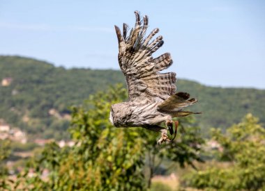 Milandes, Fransa-4 Eylül 2018: turistler Chateau des Milandes, Dordogne, Aquitaine, Fransa bir kale av kuşların gösterisi izliyor